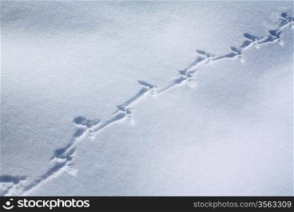 capercaillie trace on white snow