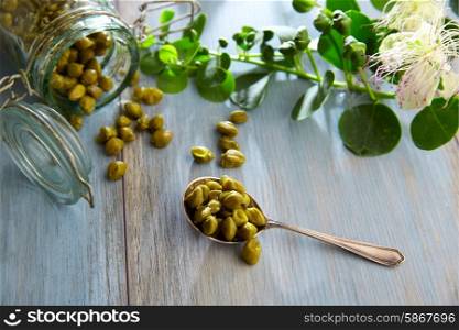 Capers pickled with plant and caper plant flower on vintage spoon