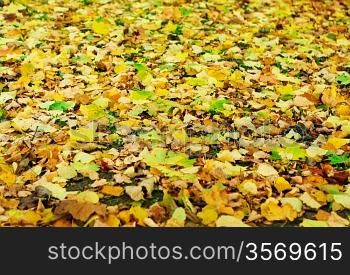 capet of fallen autumn foliage