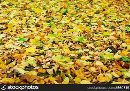 capet of fallen autumn foliage