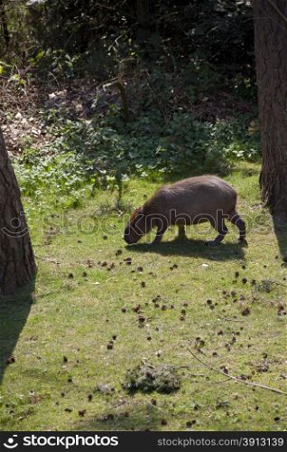 Capibara eating in grass