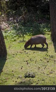 Capibara eating in grass
