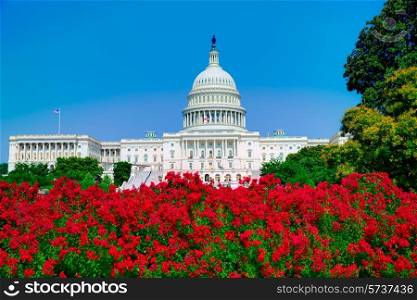 Capitol building Washington DC pink flowers garden USA congress US