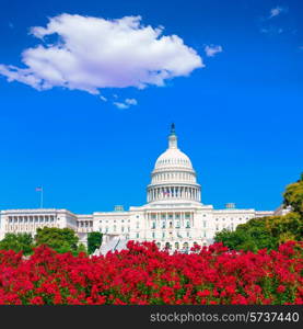 Capitol building Washington DC pink flowers garden USA congress US