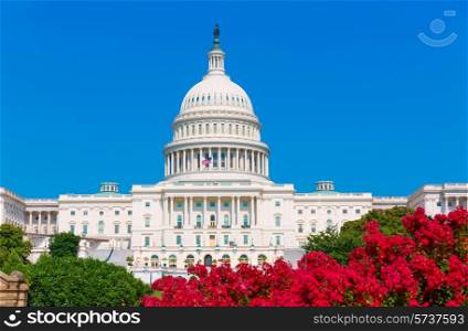 Capitol building Washington DC pink flowers garden USA congress US