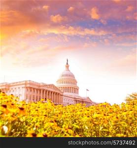Capitol building Washington DC yellow daisy flowers USA congress turf meadow US