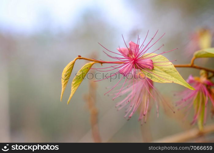 Capparis micracantha DC,CAPPARIDACEAEmedicine plant in nature condition. Used as a medicine for fever fine in Thailand.