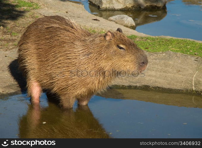 Capybara, Hydrochoerus hydrochaeris. Capybara, Hydrochoerus hydrochaeris in sideview standing in water