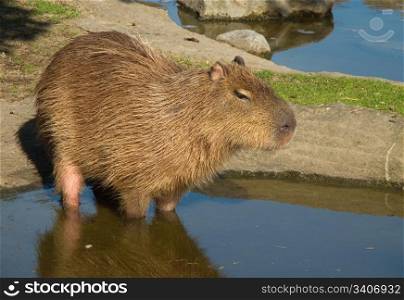 Capybara, Hydrochoerus hydrochaeris. Capybara, Hydrochoerus hydrochaeris in sideview standing in water
