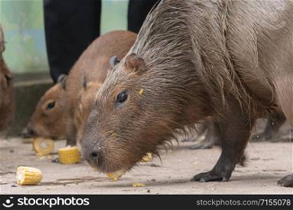 Capybara (Hydrochoerus hydrochaeris) eating corn on the cob.