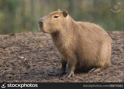 Capybara (Hydrochoerus hydrochaeris) resting on black mud