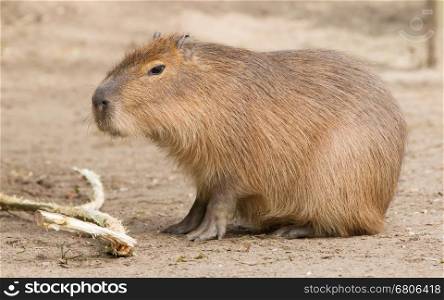 Capybara (Hydrochoerus hydrochaeris) sitting in the sand, eating
