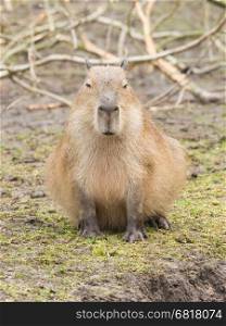Capybara (Hydrochoerus hydrochaeris) sitting on the grass