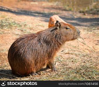 Capybara in the national park / Hydrochaeris hydrochaeris