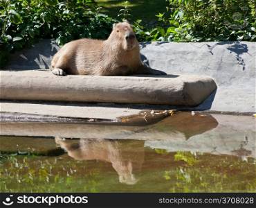 capybara is basking in sun in summer day