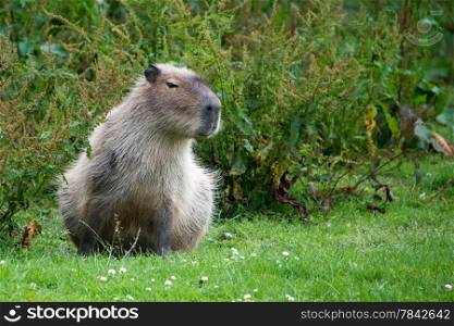 Capybara sitting alone, looking grumpy