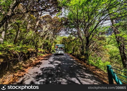 Car on a road in the forest