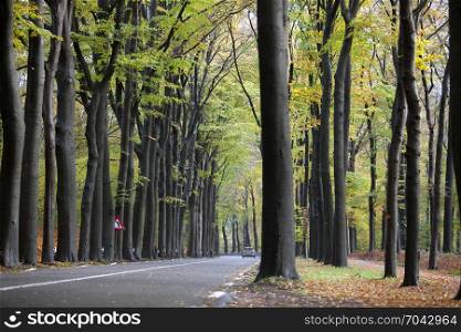 car on road in autumnal forset near austerlitz on utrechtse heuvelrug in holland