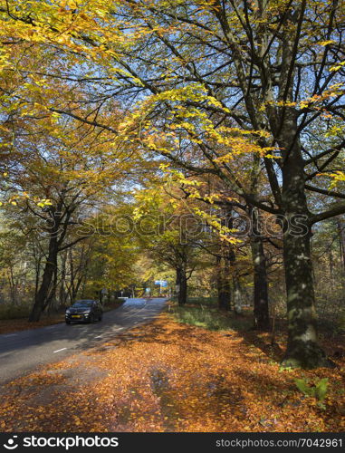 car on road in autumnal forset on utrechtse heuvelrug near austerlitz in the netherlands