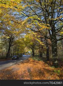 car on road in autumnal forset on utrechtse heuvelrug near austerlitz in the netherlands