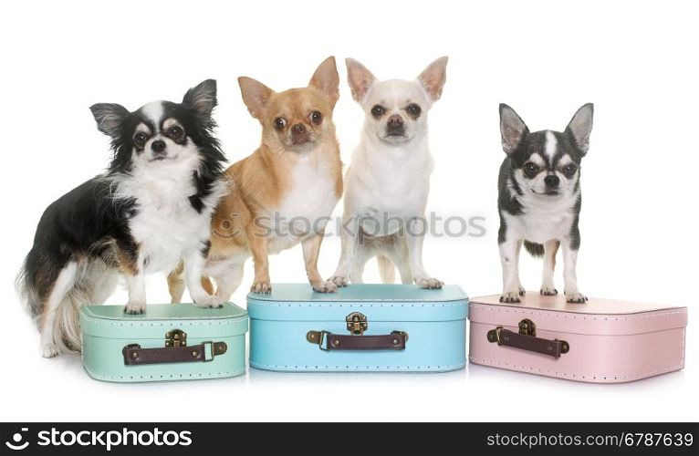 cardboard box and chihuahua in front of white background