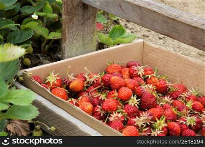 Cardboard box of strawberries