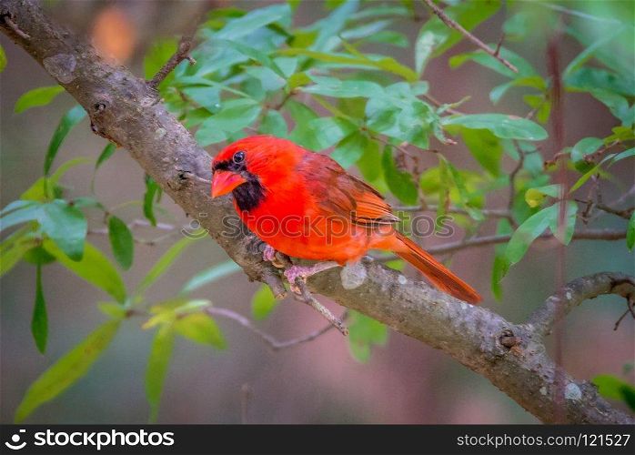 cardinal birds hanging out on a tree