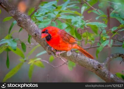 cardinal birds hanging out on a tree