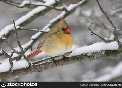 Cardinal In Snow