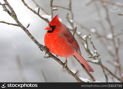 Cardinal In Snow