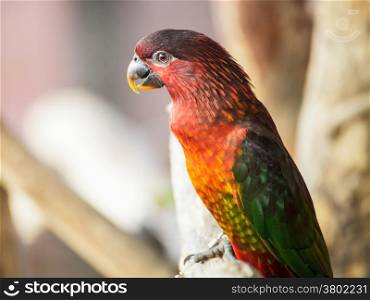 Cardinal Lory, Chalcopsitta cardinalis parrot bird