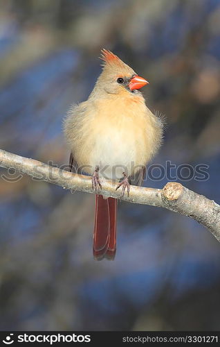 Cardinal On A Branch