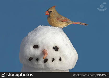 Cardinal On Snowman