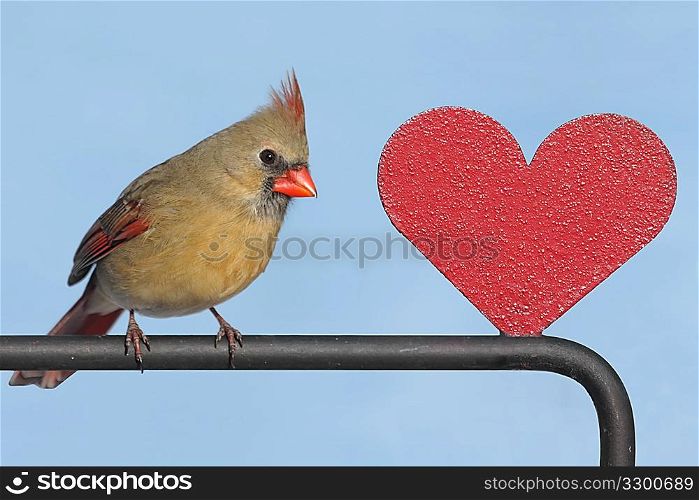 Cardinal With A Heart