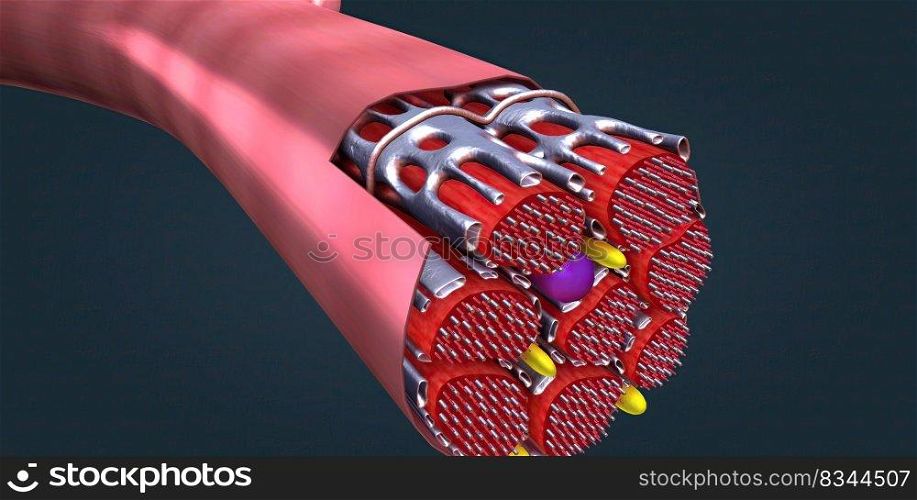 Cardiomyocytes are the individual cells that make up the cardiac muscle. 3d illustration. Cardiomyocytes are the individual cells that make up the cardiac muscle