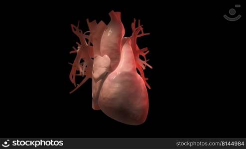Cardiovascular system with beating heart 3d illustration. Cardiovascular system with beating heart