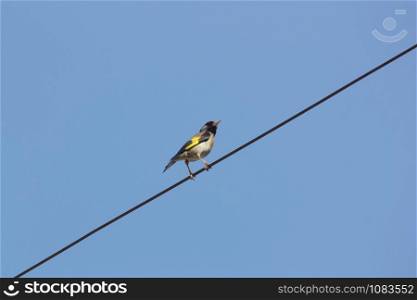 Carduelis carduelis - European Goldfinch