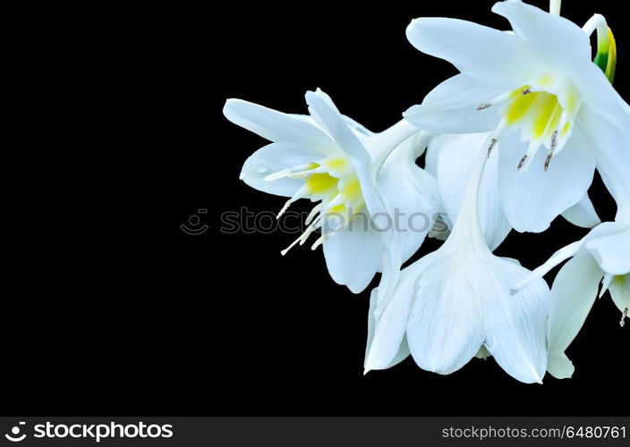 Cardwell Lily on black background