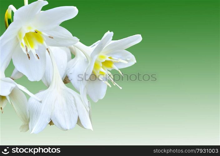 Cardwell Lily on green background