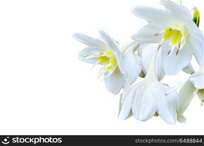Cardwell Lily on white background