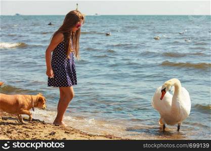 Care and safety of animals. Little girl kid feeding playing with beautiful swan. Child having fun with big white sea bird.. Girl playing with adult swan.