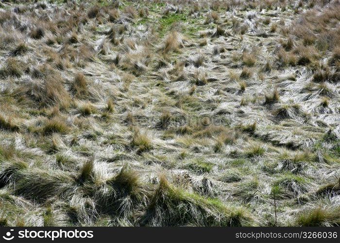 Carex grass field after hurricane messy plants