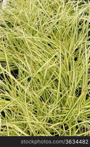 Carex oshimensis variety Evergold, decorative plant in the garden