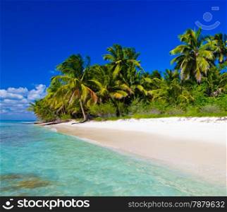 Caribbean Beach and Palm tree