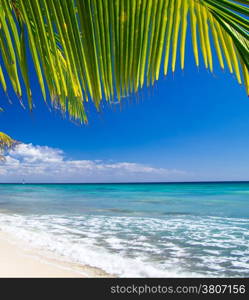 Caribbean Beach and Palm tree .Paradise. Vacation and Tourism concept.