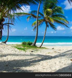 Caribbean Beach and Palm tree .Paradise. Vacation and Tourism concept.