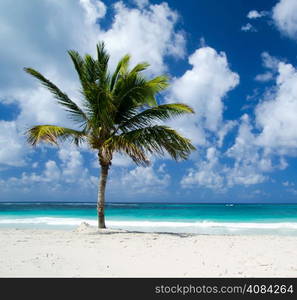 Caribbean Beach and Palm tree .Paradise. Vacation and Tourism concept.