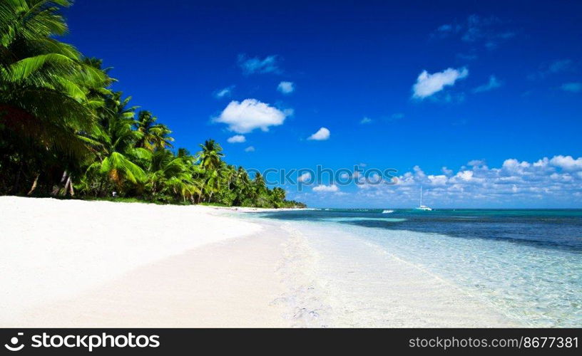Caribbean Beach and Palm tree  .Paradise. Vacation and Tourism concept. 