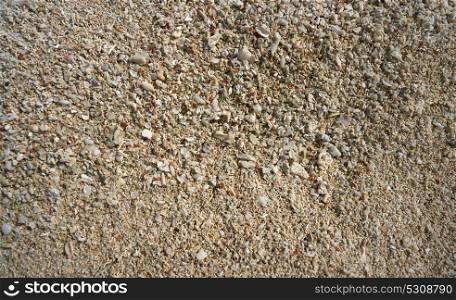 Caribbean beach sand shells detail macro