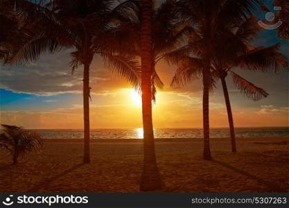 Caribbean beach sunset on coconut palm trees in Riviera Maya of Mexico